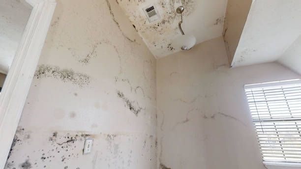 Sibley, IA Mold Removal Company