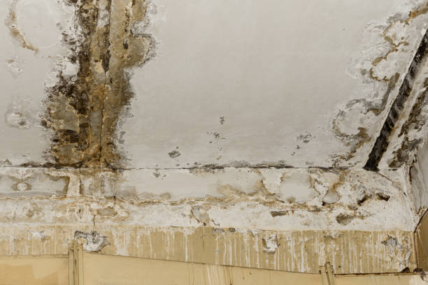 Best Residential Mold Inspection & Testing  in Sibley, IA
