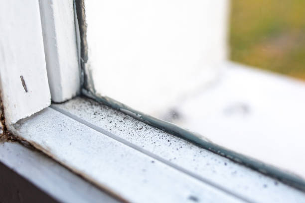 Best Forensic Mold Investigation  in Sibley, IA