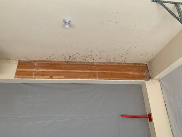 Best Asbestos and Lead Testing During Mold Inspection  in Sibley, IA