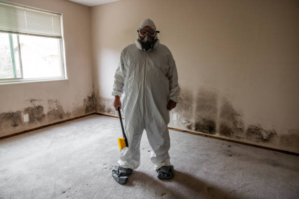 Best Basement Mold Removal  in Sibley, IA
